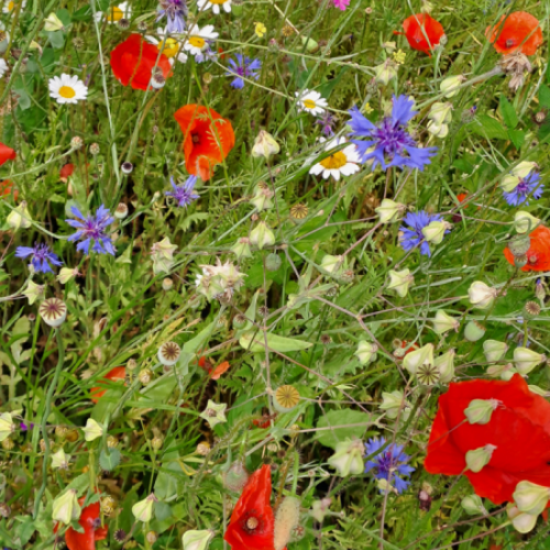 Gartenwildnis Agasul mit Dani Pelagatti