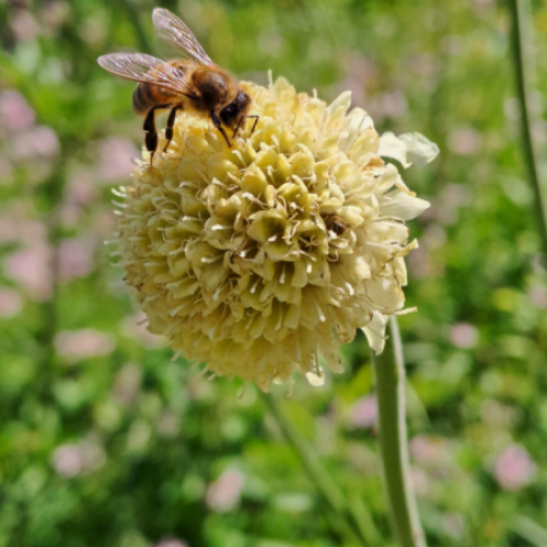Gartenwildnis Agasul mit Dani Pelagatti