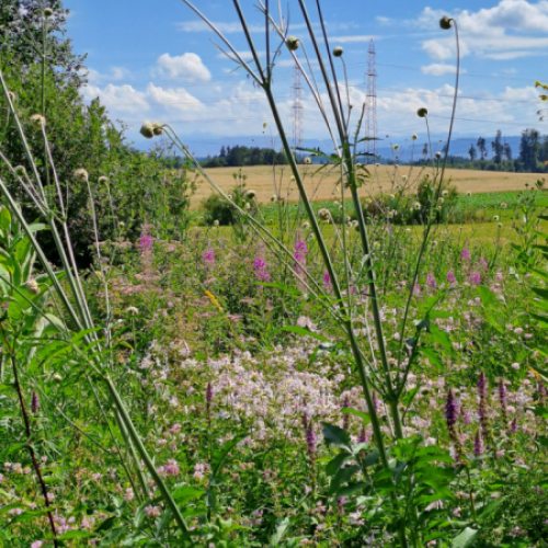 Gartenwildnis Agasul mit Dani Pelagatti